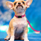 Reflective Adjustable Nylon Dog Collar with Safety Buckle – Pink (Small, Medium, Large)