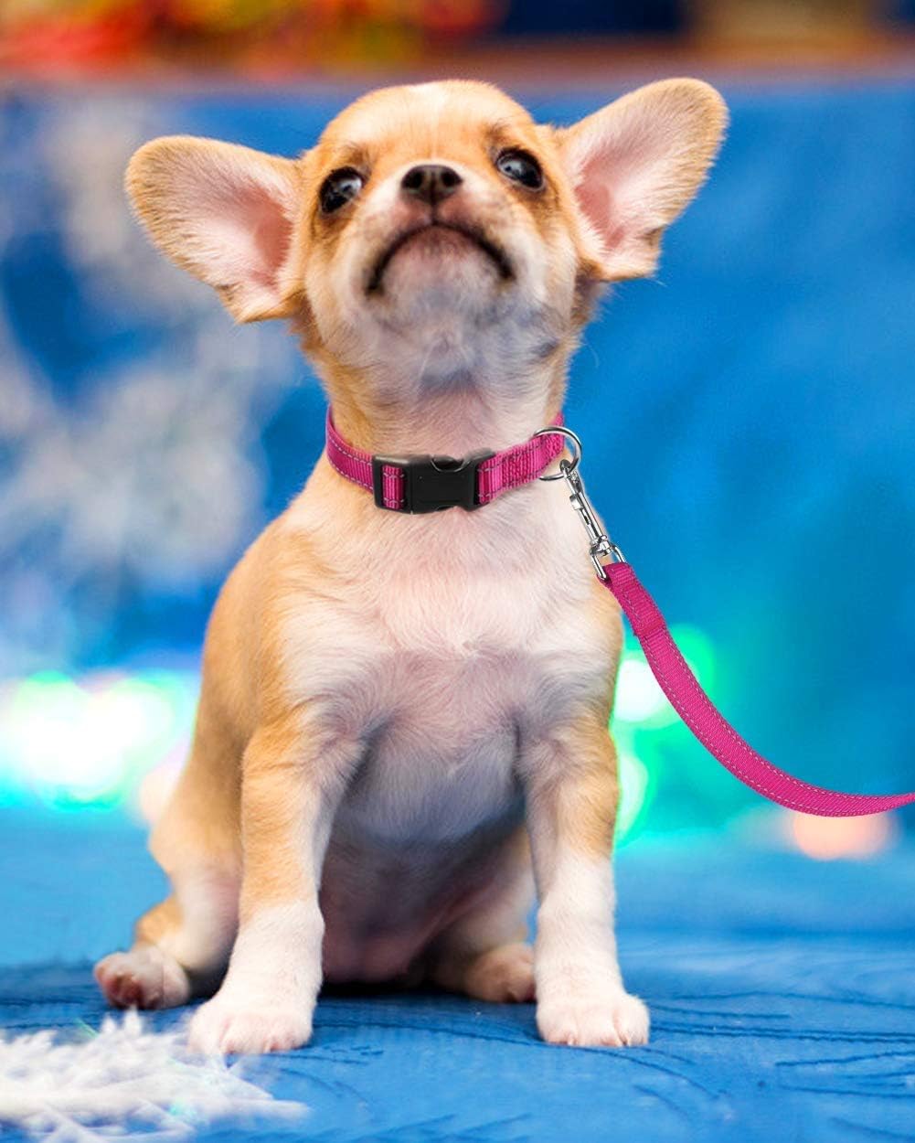 Reflective Adjustable Nylon Dog Collar with Safety Buckle – Pink (Small, Medium, Large)